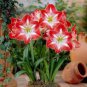 50 Seeds Amaryllis Bonsai Amaryllis Flower Bonsai Amaryllis Hydroponic Plants
