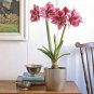 50 Seeds Amaryllis Bonsai Amaryllis Flower Bonsai Amaryllis Hydroponic Plants