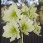 100 Seeds Amaryllis Bonsai Hippeastrum Flower