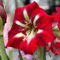 2 Seeds Amaryllis Bulbs Black Red Golden Trible Color