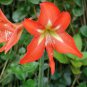 5 Seeds Amaryllis Bulbs, Papilio Hippeastrum Bulbs