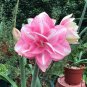 200 Seeds Amaryllis Amaryllis Flower, The Barbados Lily Bonsai Plant Pot