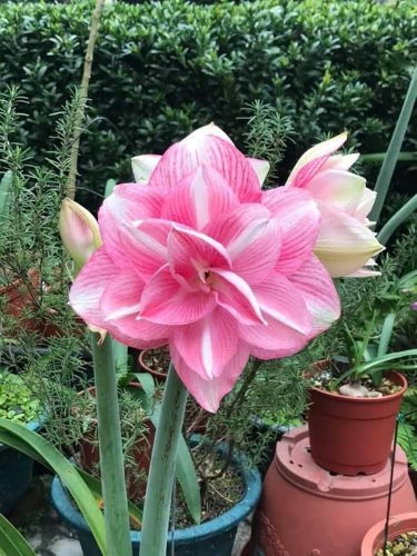 100 Seeds Amaryllis Not Bulbs Water Pink Color