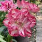100 Seeds Amaryllis Not Bulbs Water Pink Color