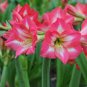 100 Seeds Amaryllis Not Bulbs Water Pink Color