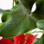 100 Seeds Anthurium 2 Colors Available