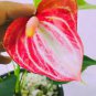 100 Seeds Anthurium Andraeanu Bonsai Plants Balcony Potted Anthurium Bonsai