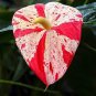 100 Seeds Anthurium Andraeanu Bonsai Plants Balcony Potted Anthurium Bonsai
