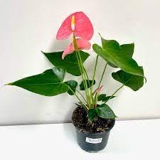 100 Seeds Anthurium Flower Mixed Light Purple Black Red Pink Flowers