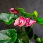 100 Seeds Anthurium Flower Mixed Light Purple Black Red Pink Flowers