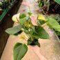 100 Seeds Anthurium Green Light Pinkish Bicolor Flowers