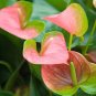 100 Seeds Anthurium Green Light Pinkish Bicolor Flowers