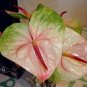 100 Seeds Anthurium Green Light Pinkish Bicolor Flowers