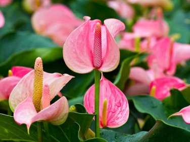 100 Seeds Anthurium Light Pink Flowers