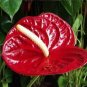 50 Seeds Anthurium Plants Beautiful Rainbow Anthurium Garden Flowers