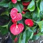50 Seeds Anthurium Plants Beautiful Rainbow Anthurium Garden Flowers