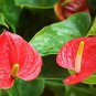 50 Seeds Anthurium Plants Beautiful Rainbow Anthurium Garden Flowers