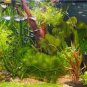 1000 Seeds Aquarium Grass Seeds Aquatic Fish Tank Decor Water Plants