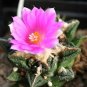 10 Seeds Ariocarpus bravoanus Fresh