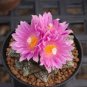 10 Seeds ariocarpus fissuratus