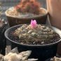 10 Seeds ariocarpus fissuratus
