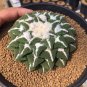 10 Seeds ARIOCARPUS kotschoubeyanus Rare cactus