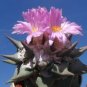 10 Seeds Ariocarpus retusus 'confusus' Deep Magenta Flowers