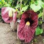 1 Seeds Aristolochia elegans