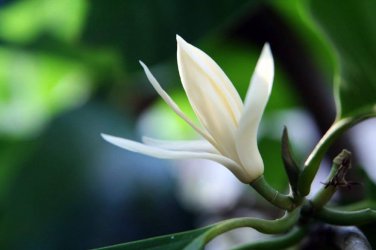 100 Seeds Aromatic Michelia Alba Flower Magnolia Bonsai Plant Perfume Plant