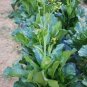 3600 Seeds Asian Yu Choy Choi Sum Choy Sum Chinese Flowering