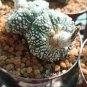 10 Seeds Astrophytum asterias Prickly Pearceae, Planets