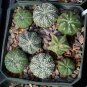 10 Seeds Astrophytum asterias Prickly Pearceae, Planets