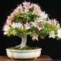 100 Seeds Azalea Bonsai Easy to Grow Rhododendron Flower Bonsai