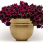 50 Seeds Balcony Patio Potted Petunia Outdoor Perennial Blooming Wine Red Flower
