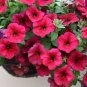 50 Seeds Balcony Patio Potted Petunia Outdoor Perennial Blooming Wine Red Flower