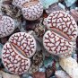 100 Seeds Ball Conophytum vanzylii Lithop Greyish White Succulent