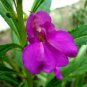 100 Seeds Balsam Flower Bonsai Impatiens Balsamina Bonsai Flower