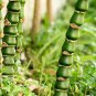 50 Seeds Bambusa Ventricosa Bamboo Hardy Clumping Type