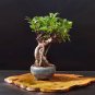 20 Seeds Banyan Tree Ficus Ginseng
