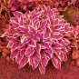 15 Seeds Beautiful Hosta Bonsai