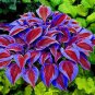 150 Seeds Beautiful Hosta Bonsai, Perennials Lily Flower Shade Hosta Flower Grass Bonsai