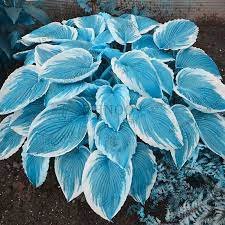 200 Seeds Beautiful Hosta Fragrant Plantain Lily Bonsai Perennial Flower