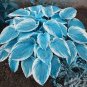 200 Seeds Beautiful Hosta Fragrant Plantain Lily Bonsai Perennial Flower