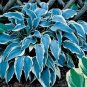 200 Seeds Beautiful Hosta Fragrant Plantain Lily Bonsai Perennial Flower