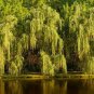 50 Seeds Beautiful True Seeds Fresh Giant Garden Decoration Green Willow Tree