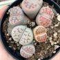 100 Seedsg Beauty Mixed Mini Lithops Bonsai Plants Cactus Bonsai Plants