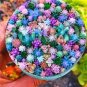 50 Seeds Beauty Mixed Mini Lithops Bonsai Rare Succulent Plants Cactus Bonsai