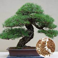 50 Seeds Black Pine Tree Bonsai Potted Landscape Japanese Five Needle Pine Bonsai