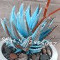 50 Seeds Blue Aloe Seeds Rare Courtyard Balcony Potted Plants Herbs Easily Grown Plants