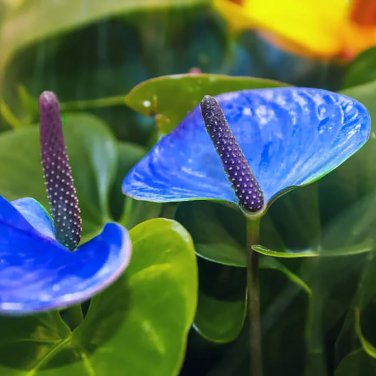 100 Seeds Blue Anthurium andraeanum
